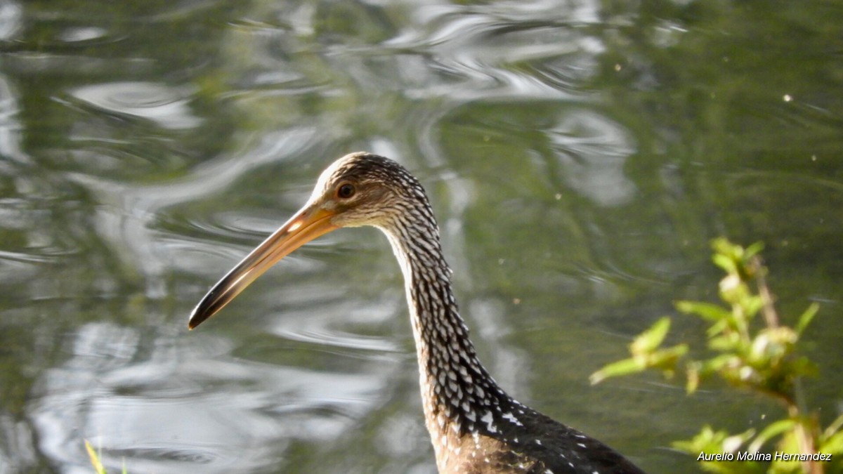 Limpkin - ML140971741