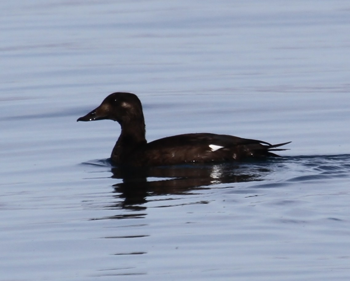 White-winged Scoter - ML140971991