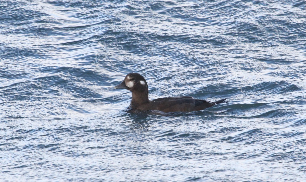 Harlequin Duck - ML140972051