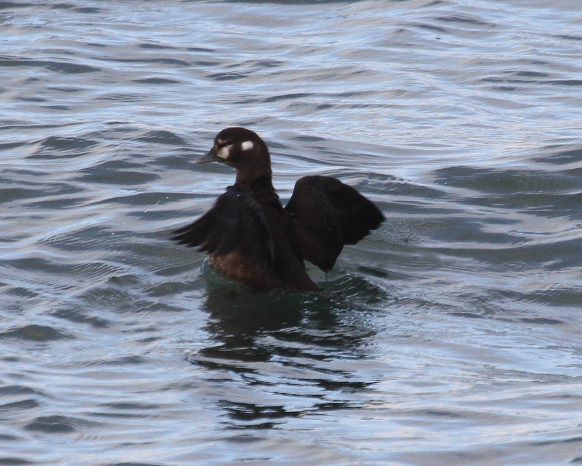 Harlequin Duck - ML140972061