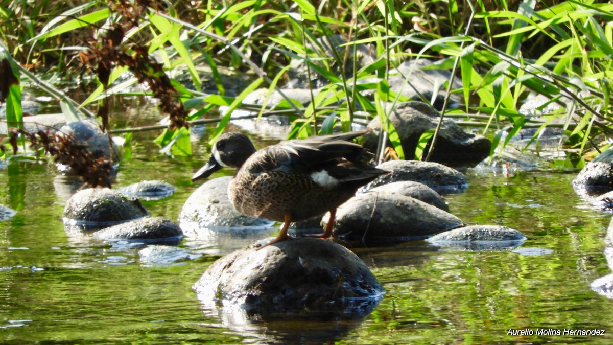 Blue-winged Teal - ML140972151