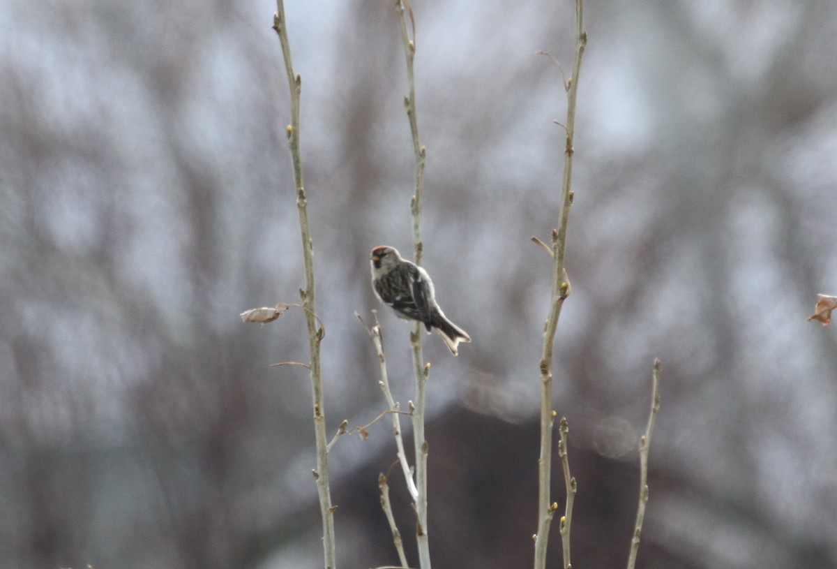 Redpoll (Common) - ML140972591