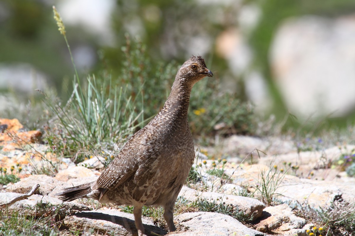 Dusky Grouse - ML140974341