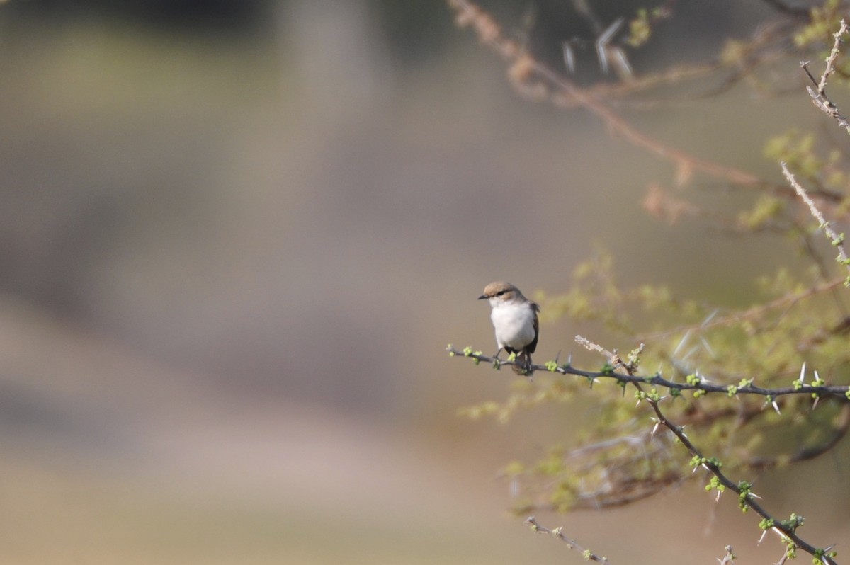 Marico Flycatcher - ML140974371