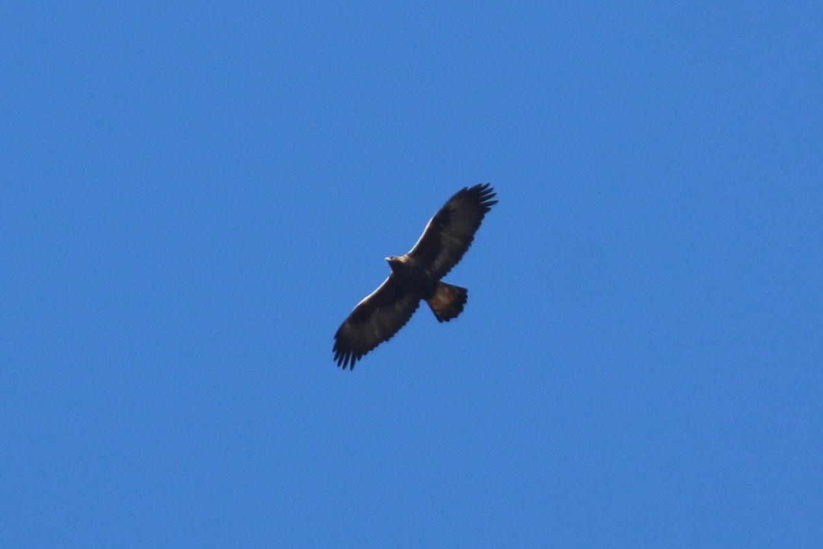 Golden Eagle - ML140975041