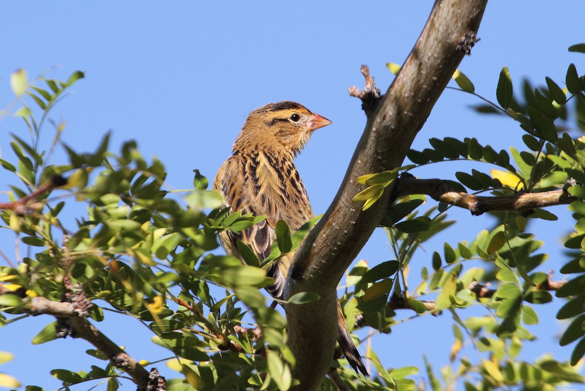 bobolink americký - ML140975811