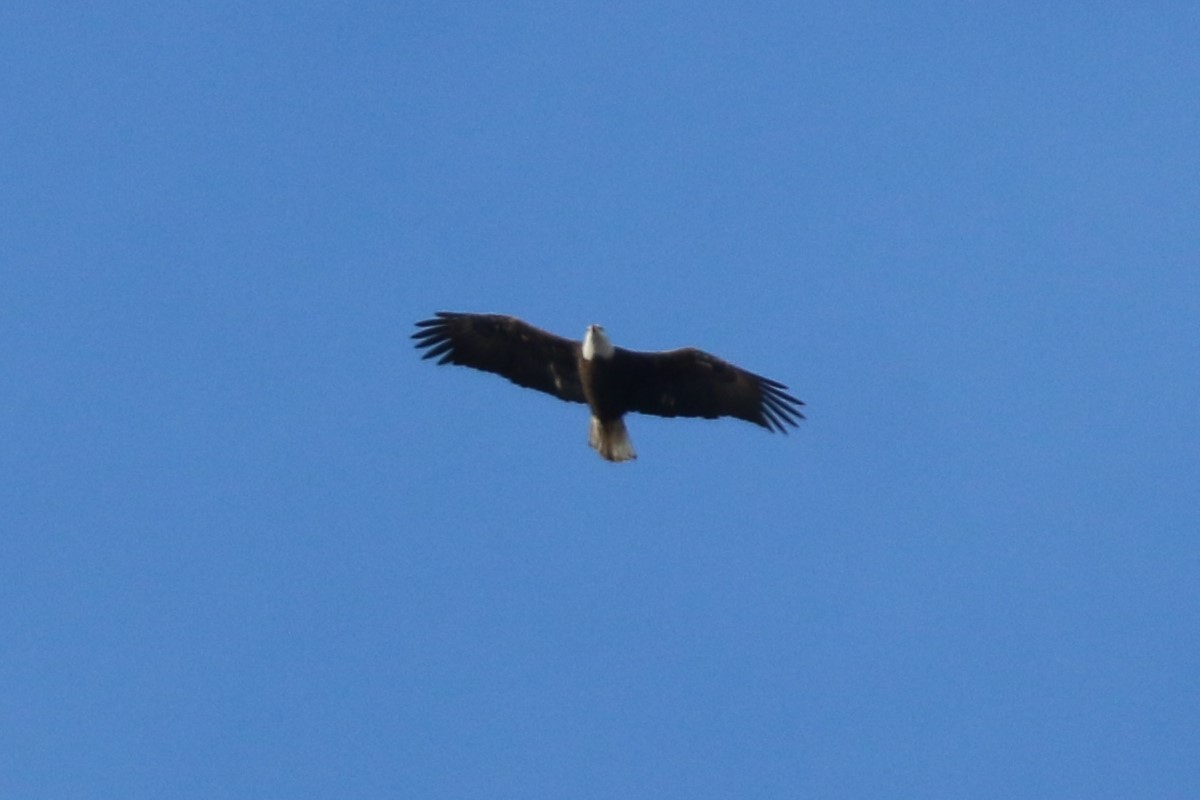 Bald Eagle - ML140975941