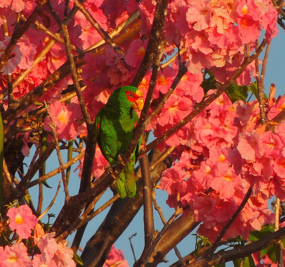 White-fronted Parrot - ML140976521