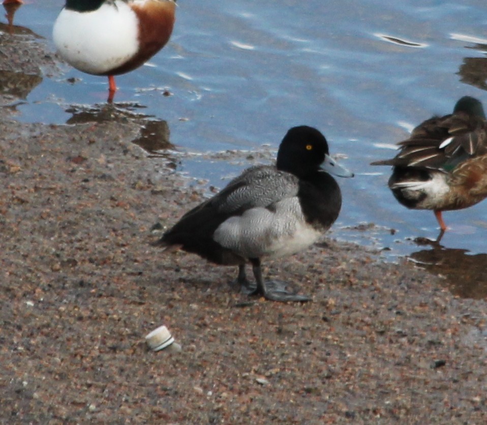 Lesser Scaup - ML140977621