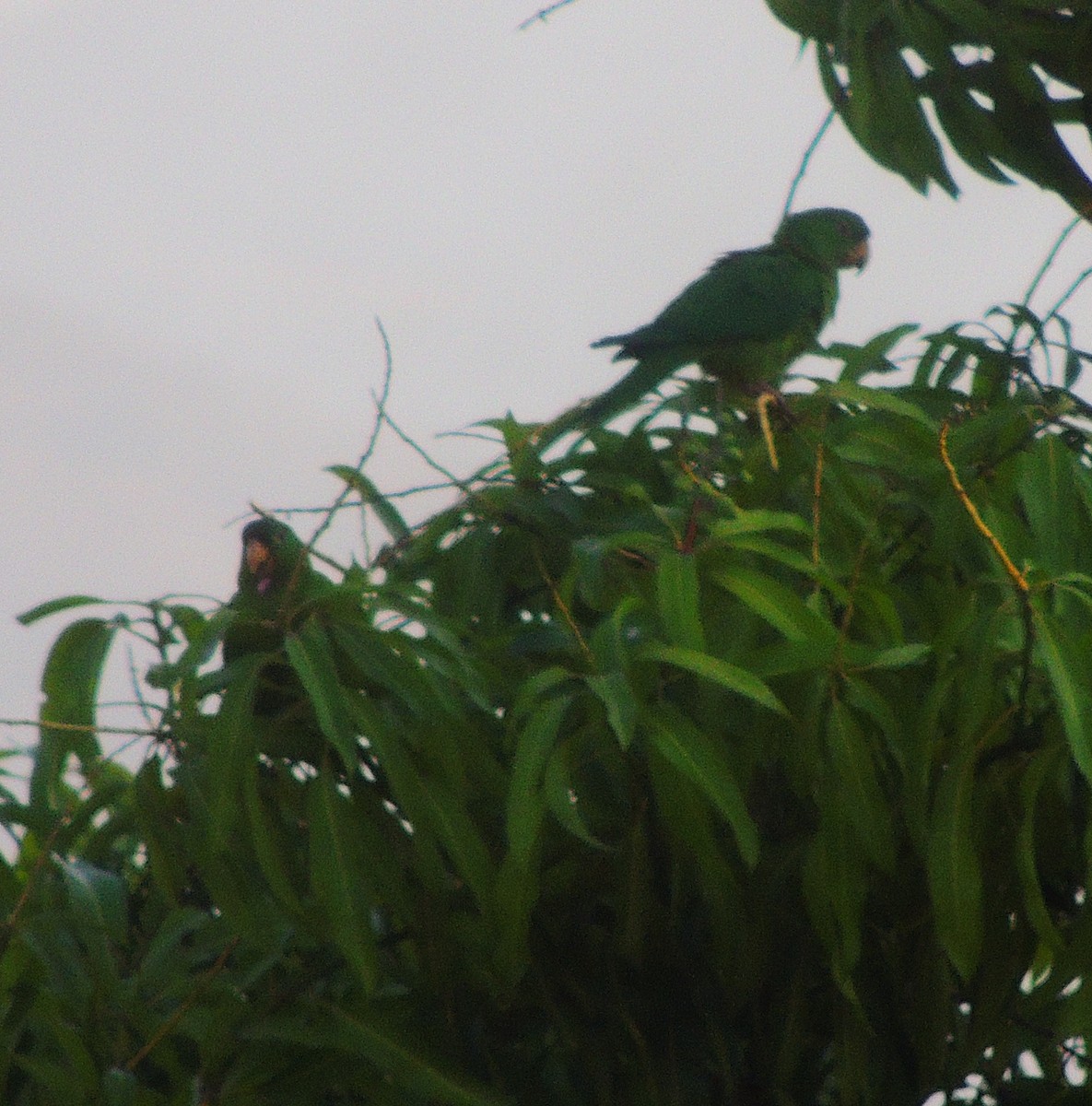 Meksika Yeşil Papağanı - ML140978701