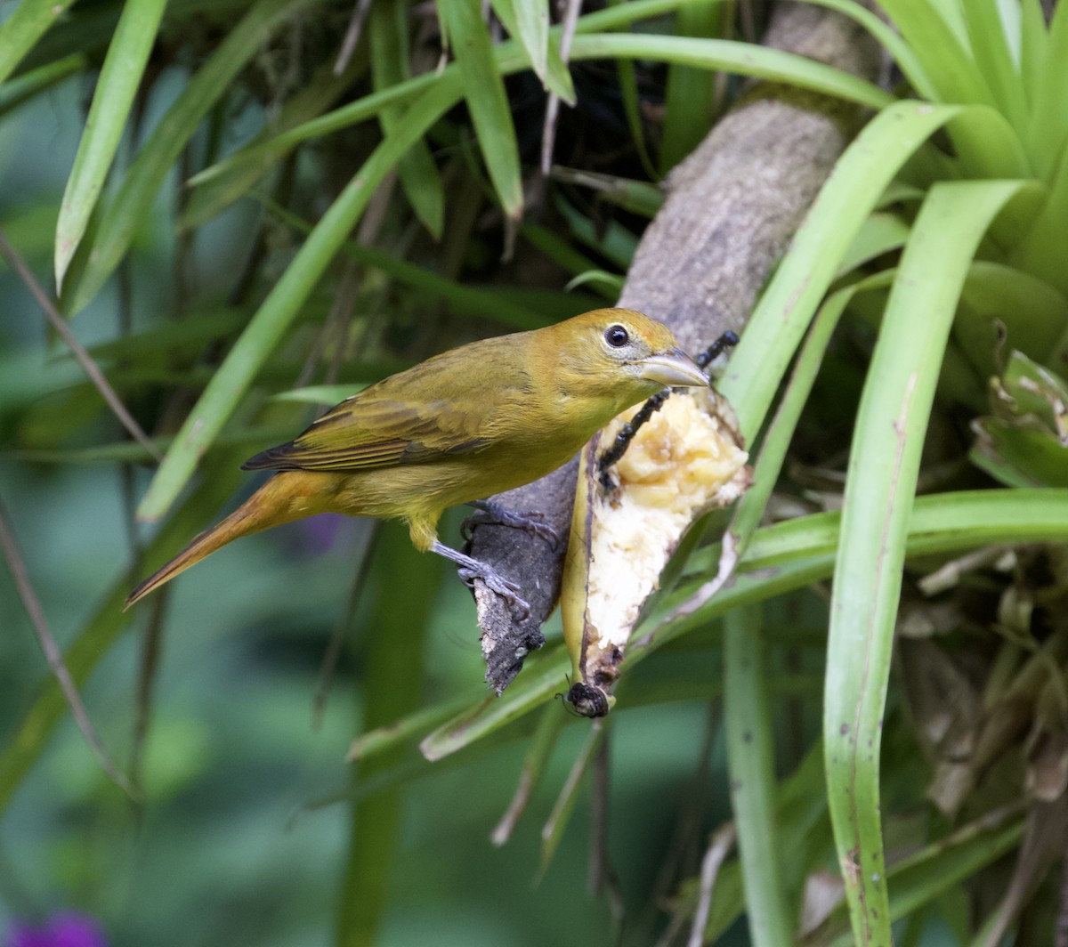 Summer Tanager - Holly Merker