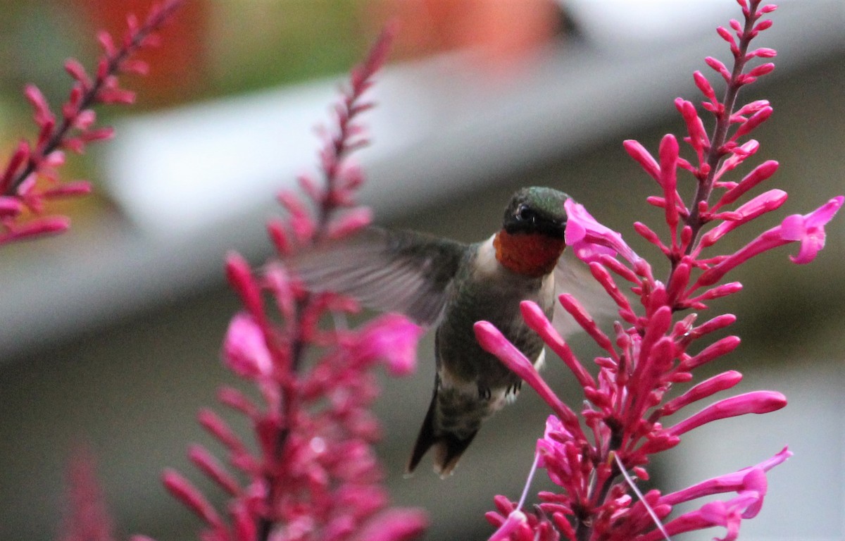Ruby-throated Hummingbird - Isabella Muro