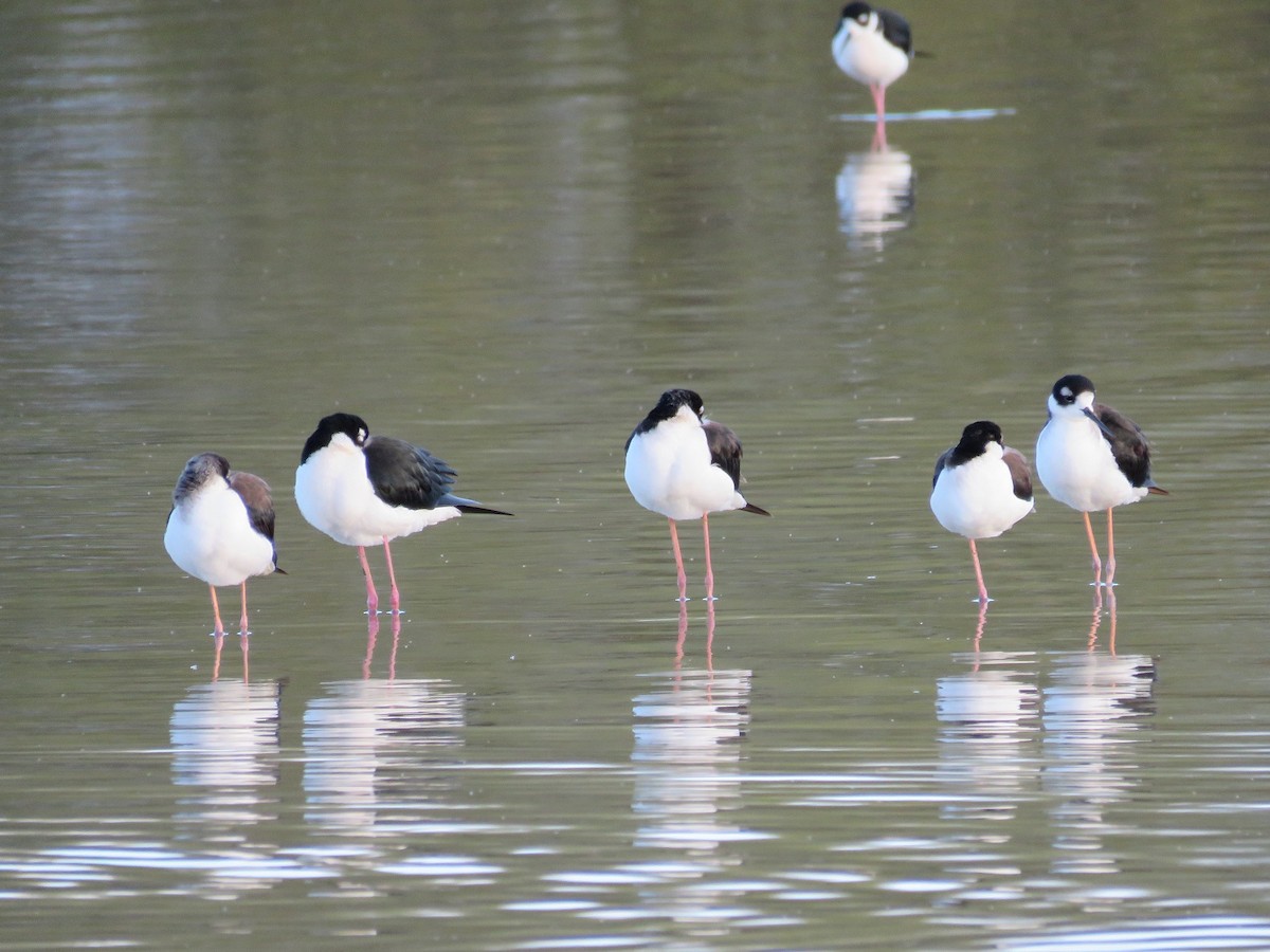 Black-necked Stilt - ML140980961