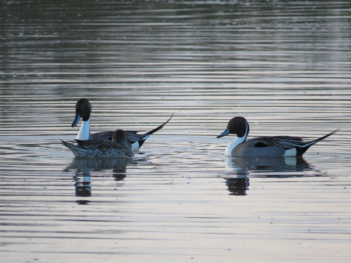 Northern Pintail - ML140981121