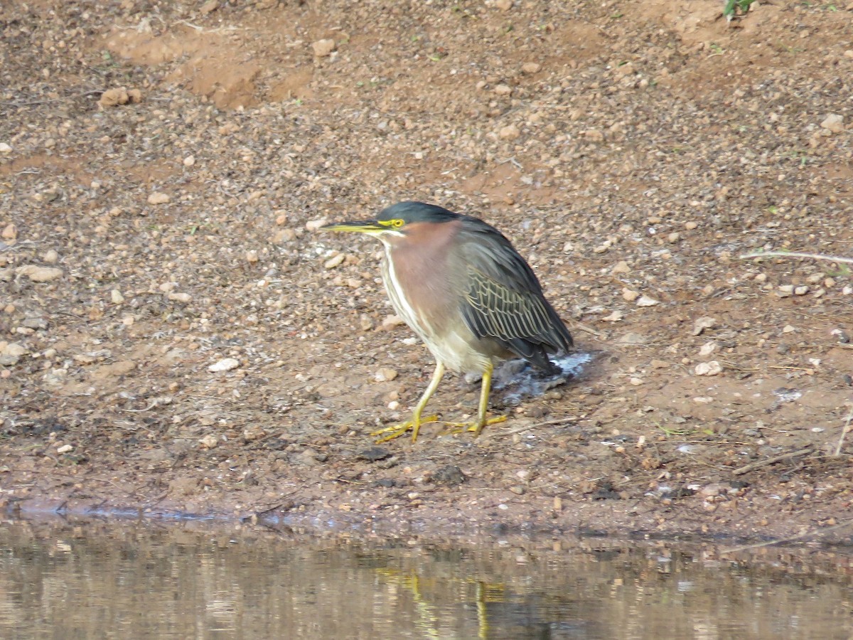 Green Heron - Anne (Webster) Leight