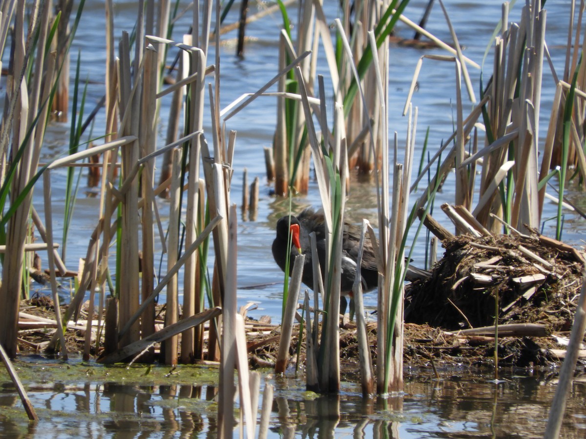 Gallinule d'Amérique - ML140982341