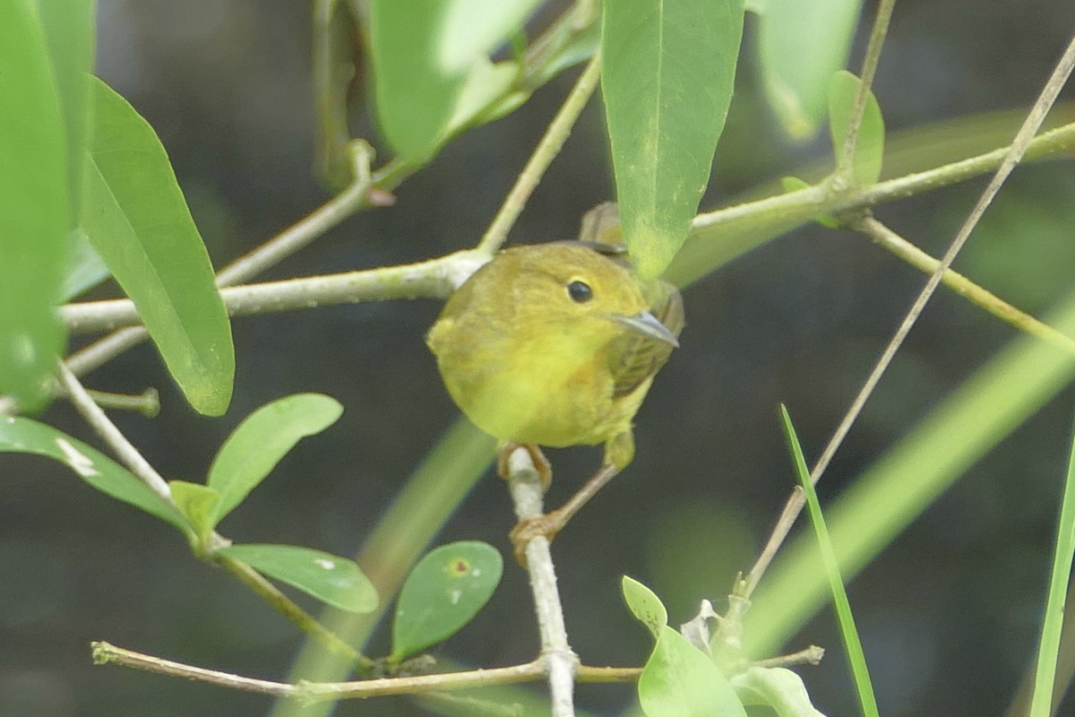 Yellow Warbler (Mangrove) - Peter Kaestner