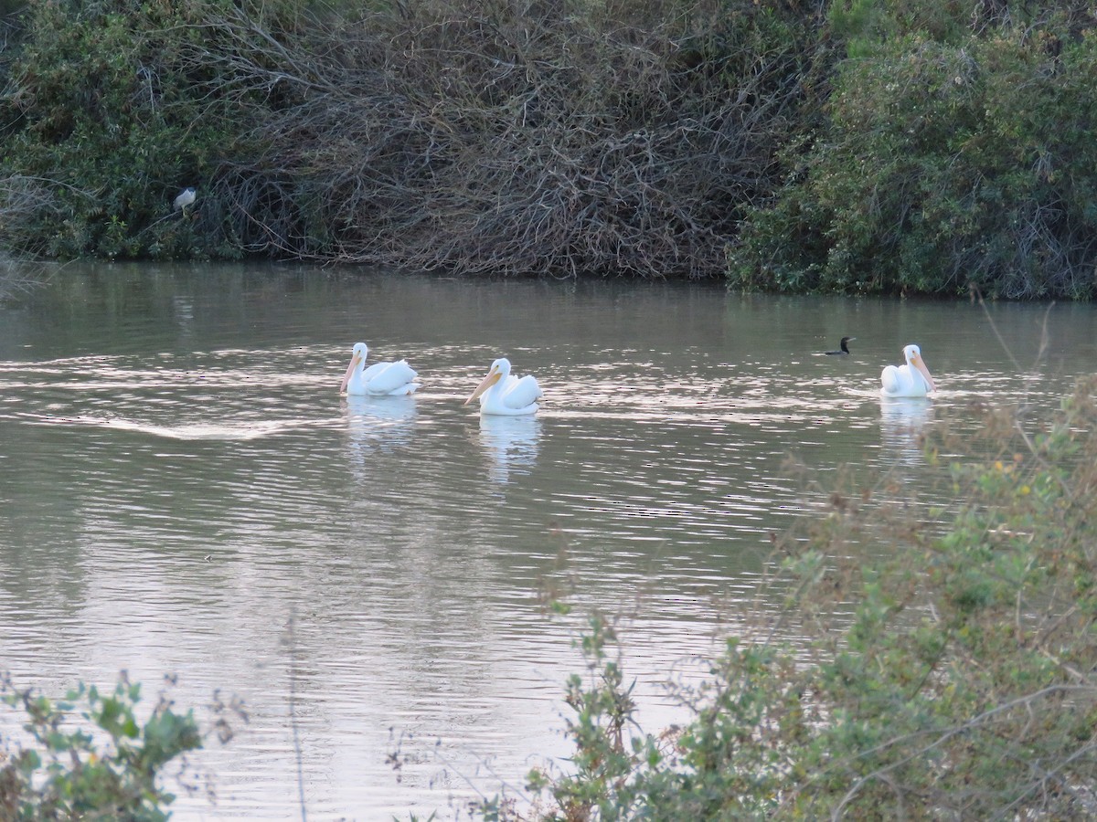 American White Pelican - ML140984341