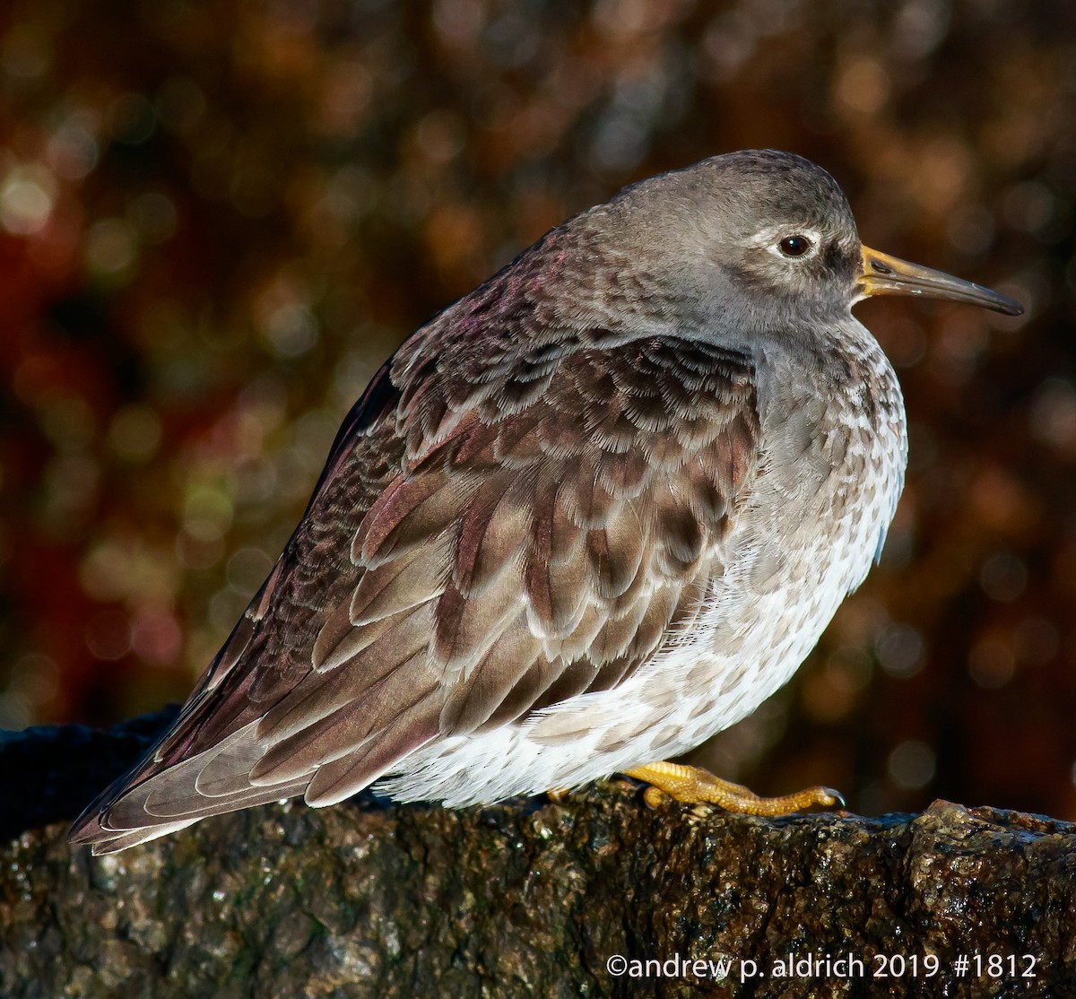 Purple Sandpiper - ML140985041