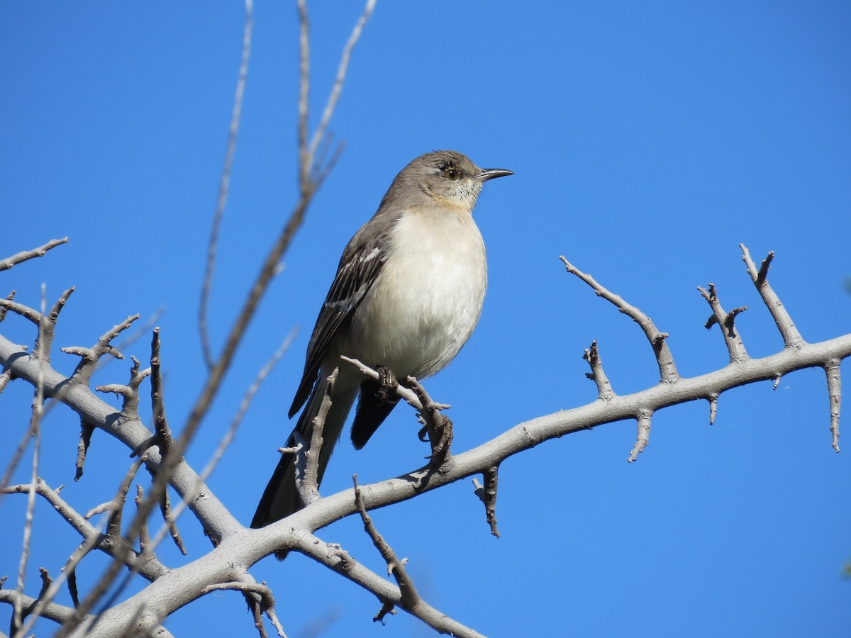 Northern Mockingbird - ML140985191