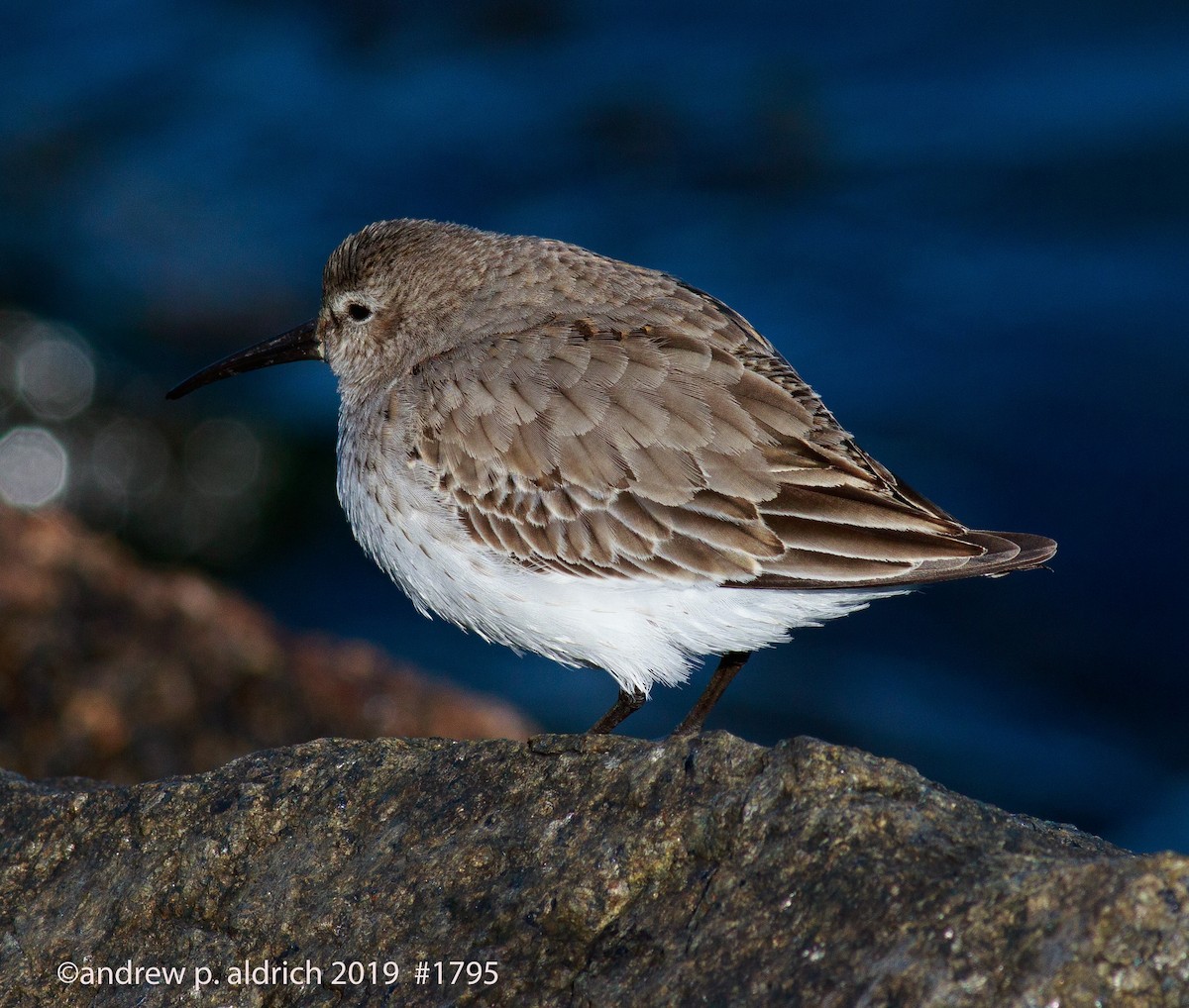 Dunlin - ML140985461