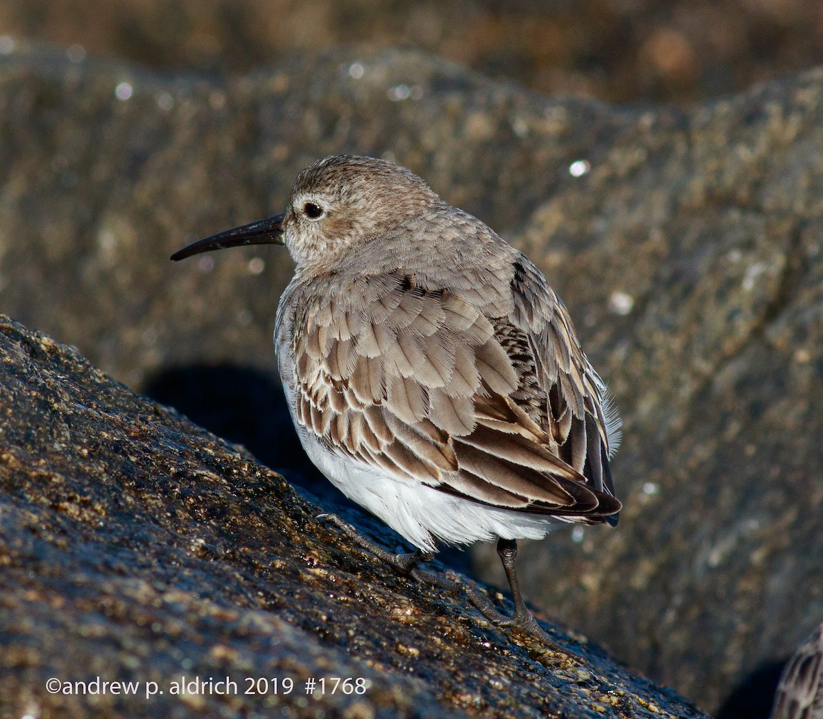 Dunlin - ML140985531