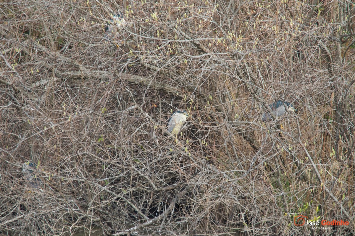 Black-crowned Night Heron - José Godinho