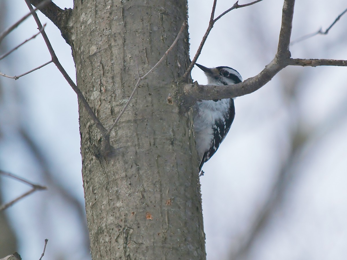 Pic chevelu - ML140987741