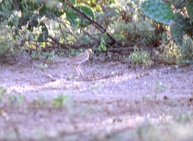 Three-banded Courser - ML140988041