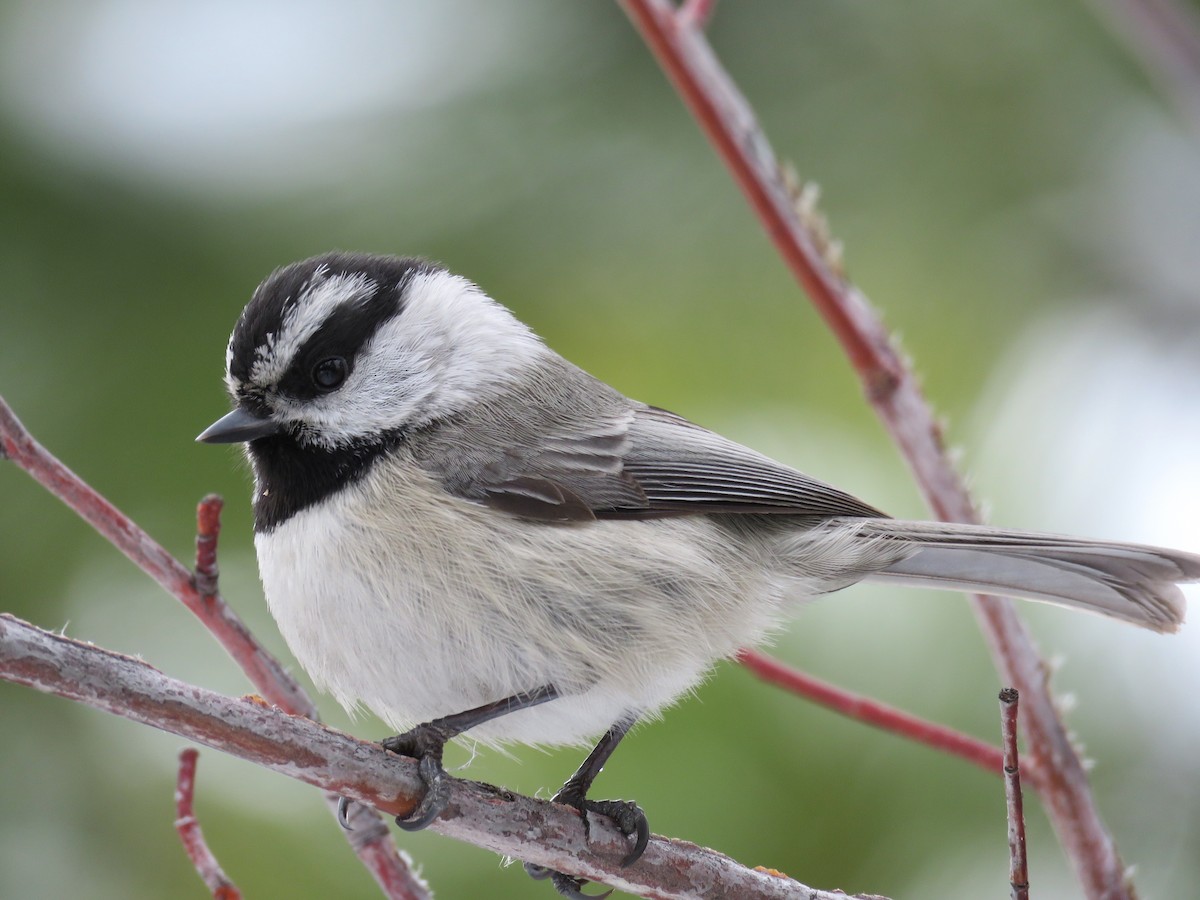 Mountain Chickadee - ML140988281