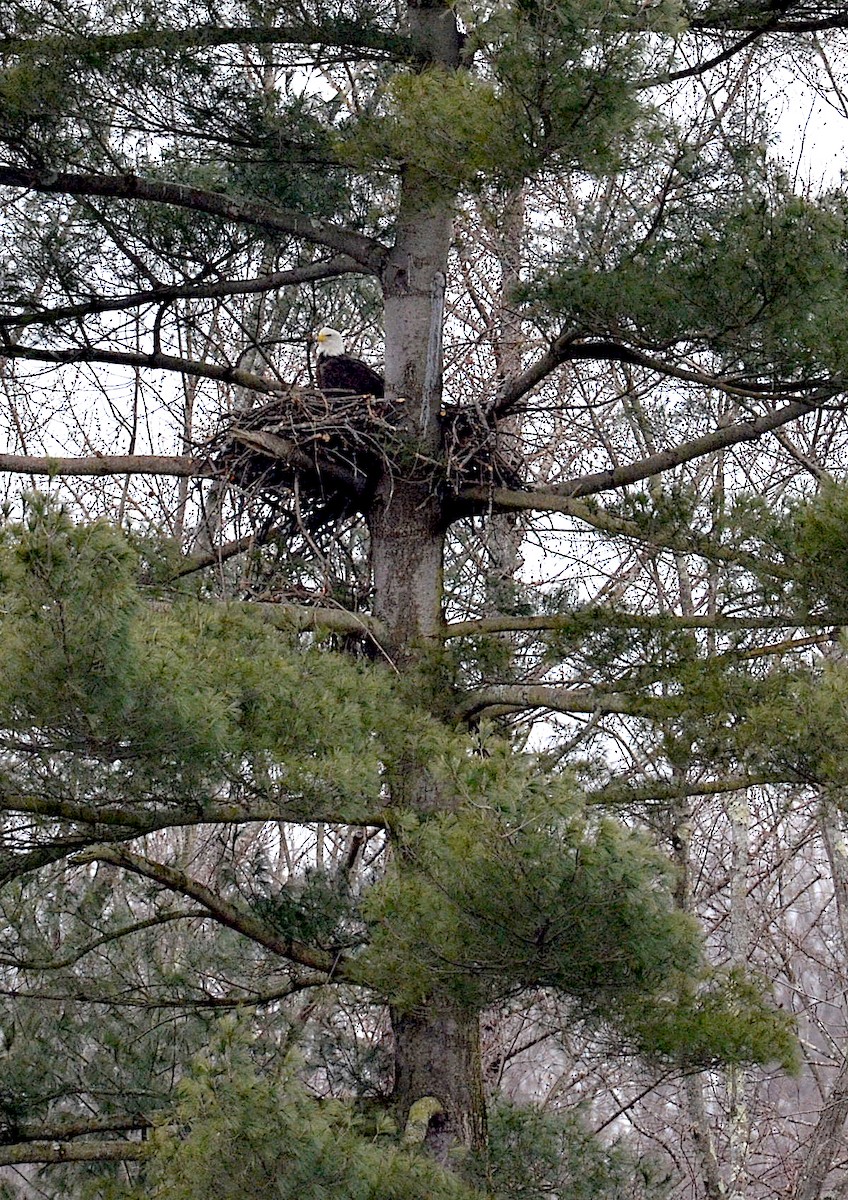 Bald Eagle - ML140988471