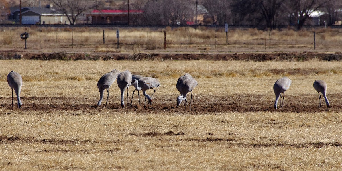 Sandhill Crane - ML140988571