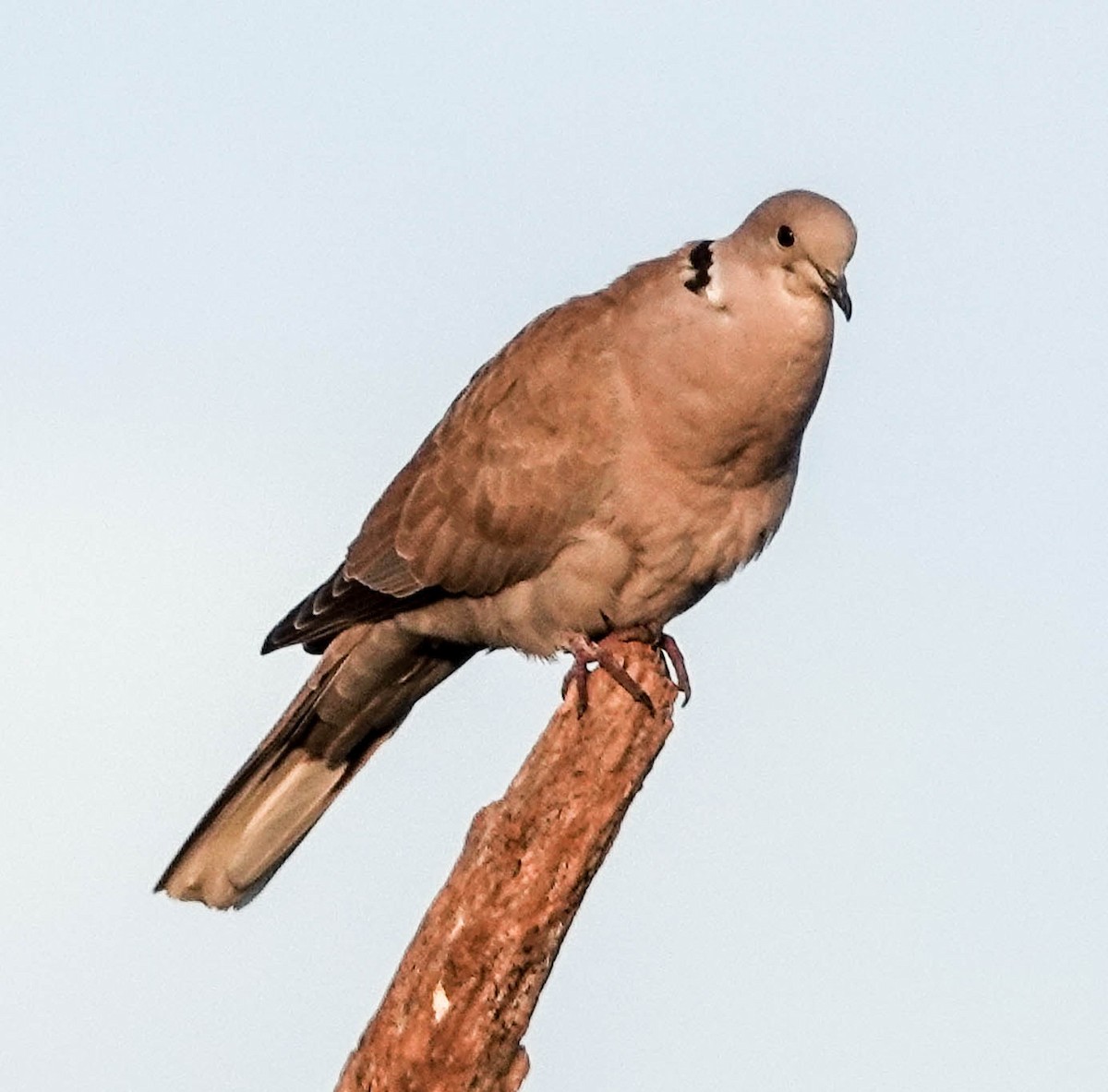 Eurasian Collared-Dove - ML140989141