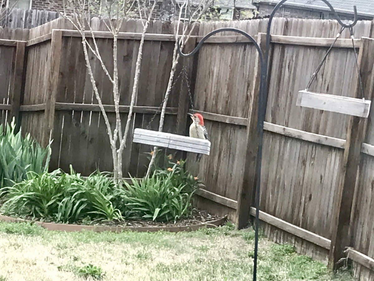 Red-bellied Woodpecker - mandy dime