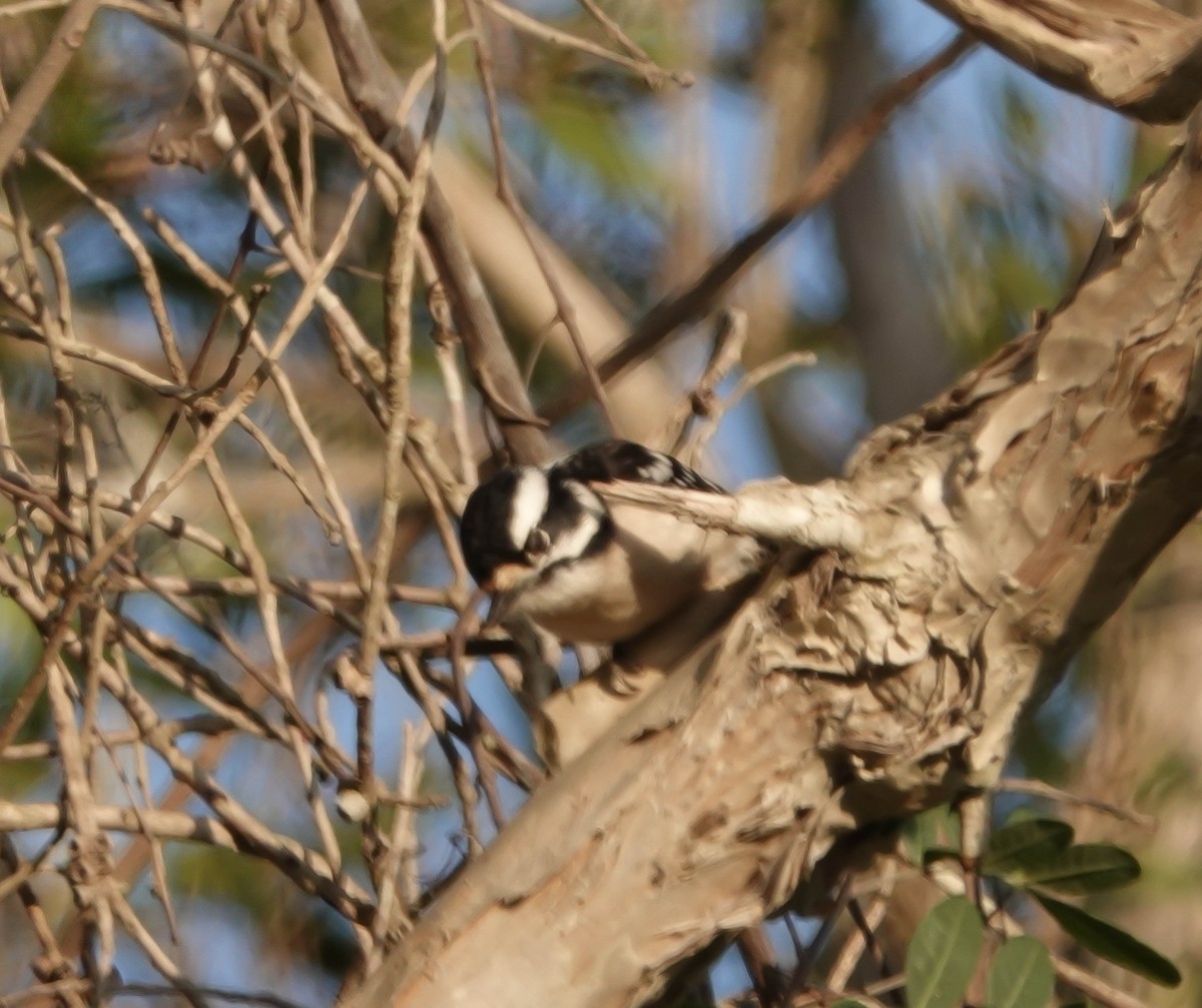 Downy Woodpecker - ML140990061