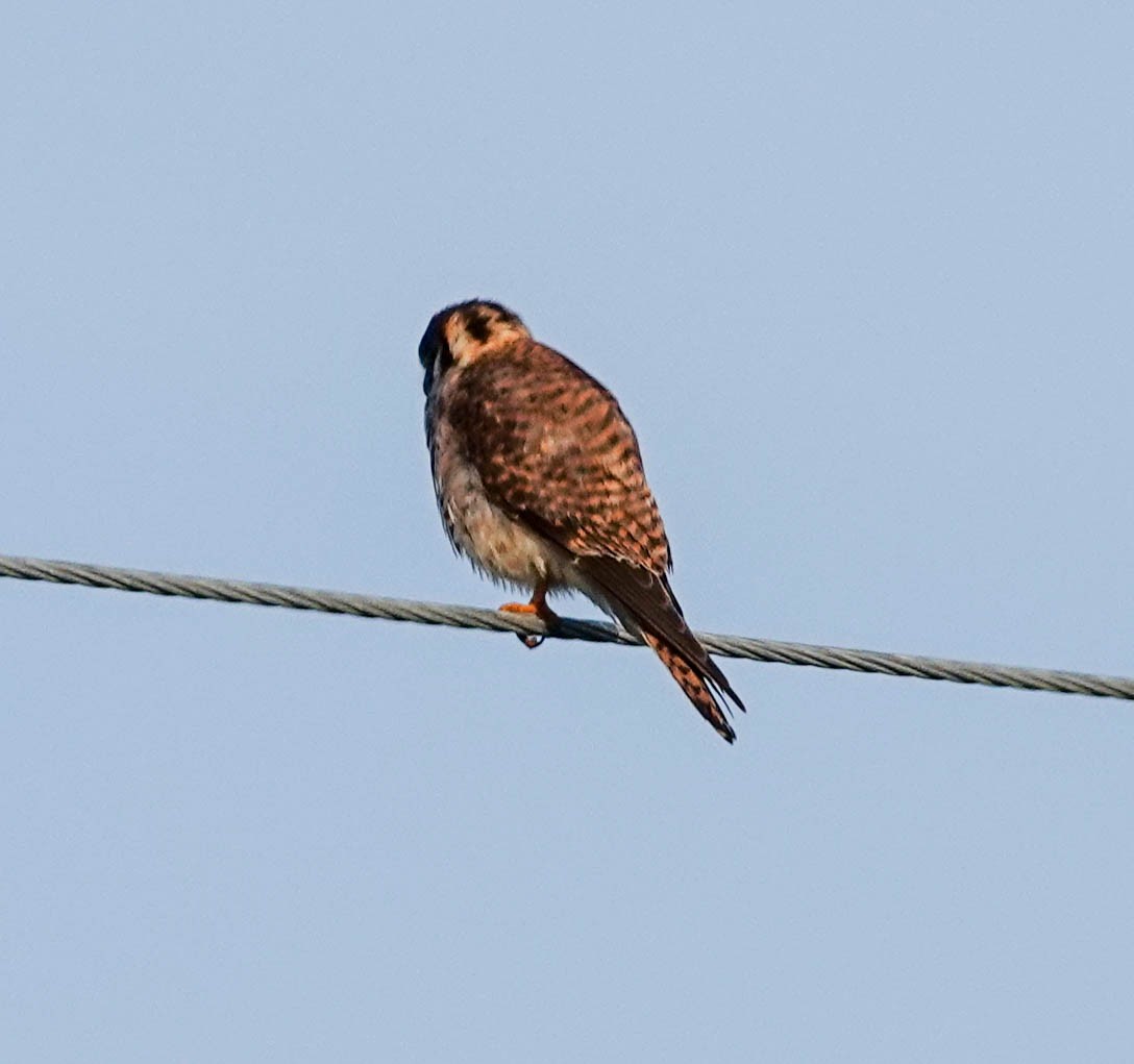 American Kestrel - ML140990191