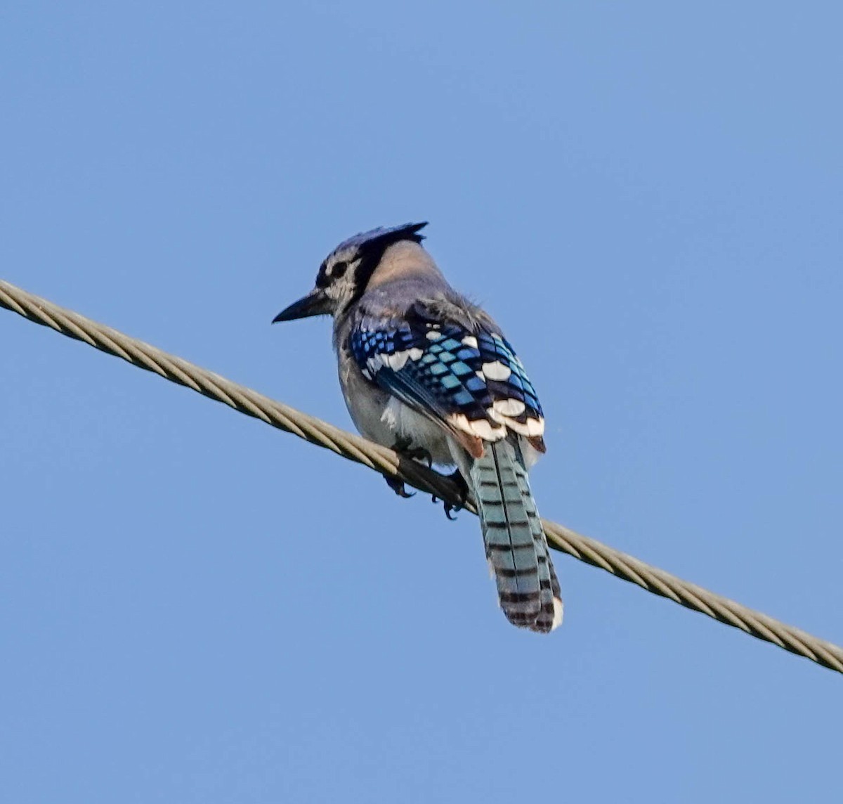 Blue Jay - ML140990431