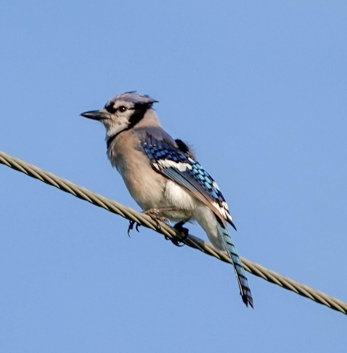 Blue Jay - ML140990441