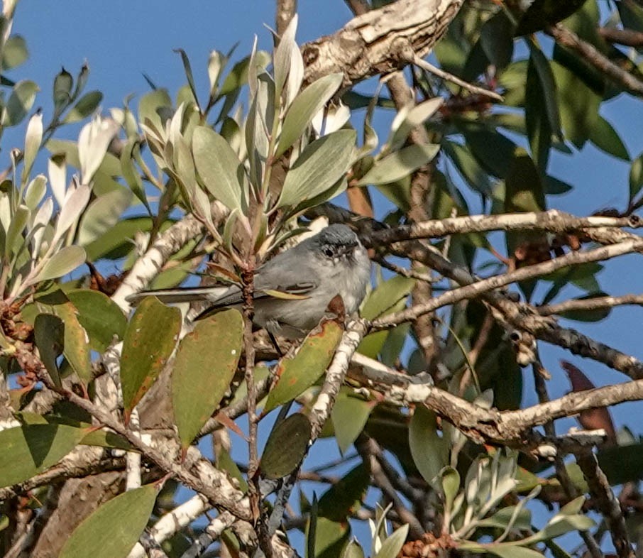 Gobemoucheron gris-bleu - ML140990641