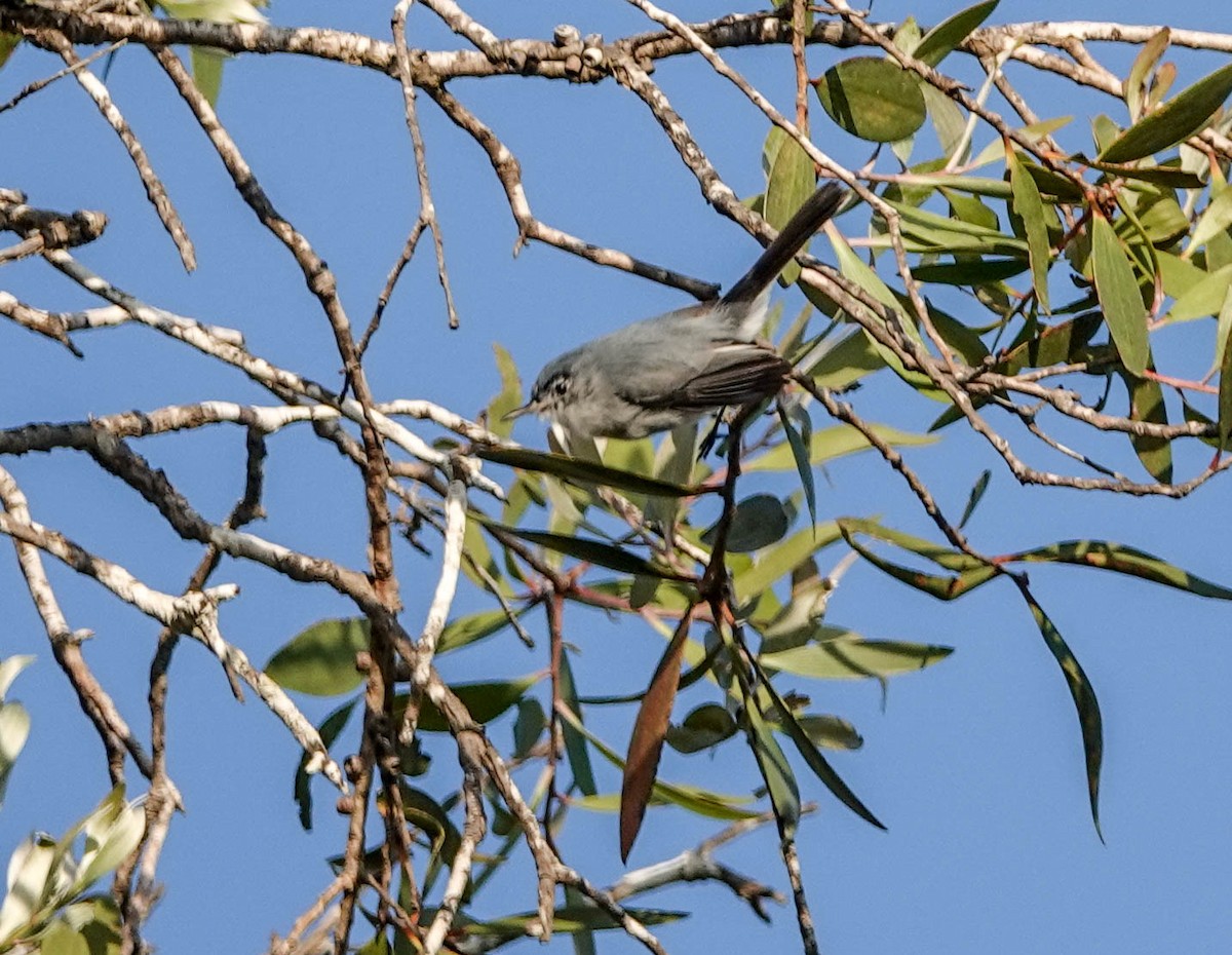 Blue-gray Gnatcatcher - Doreen LePage