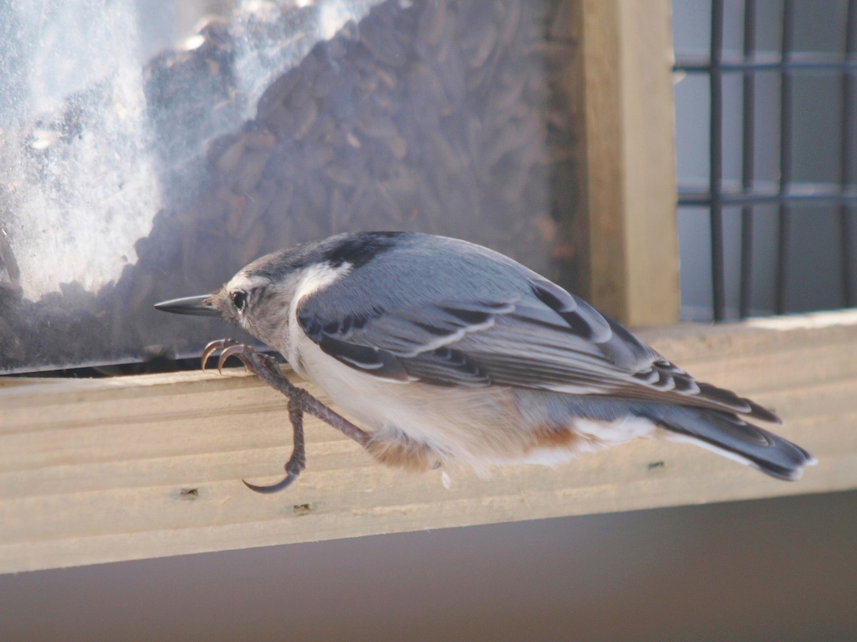 Sittelle à poitrine blanche (carolinensis) - ML140990671