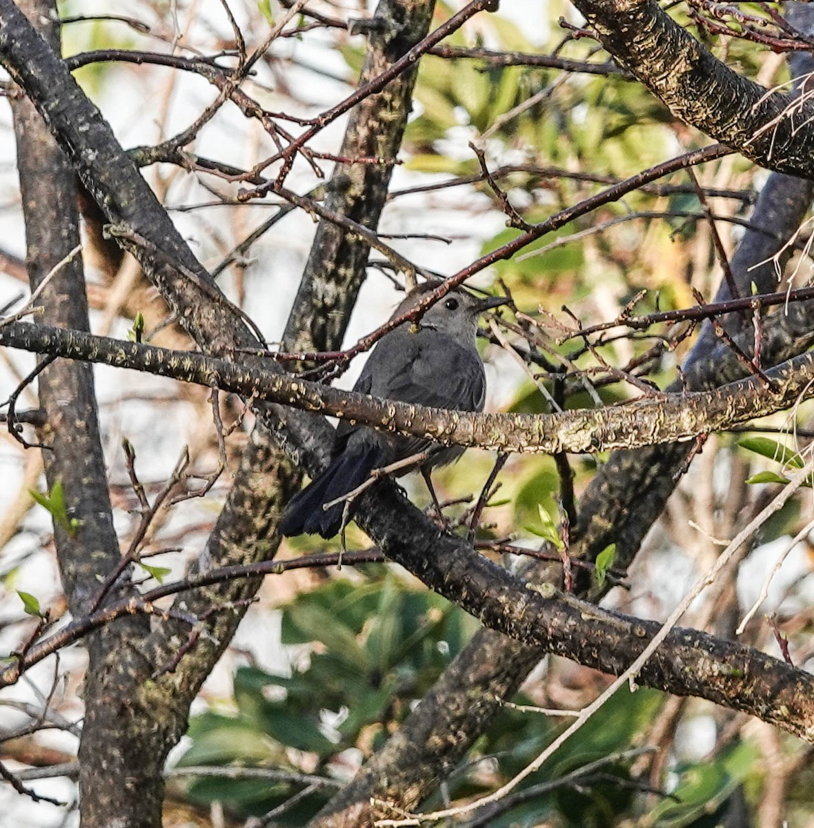 Кошачий пересмешник - ML140990741