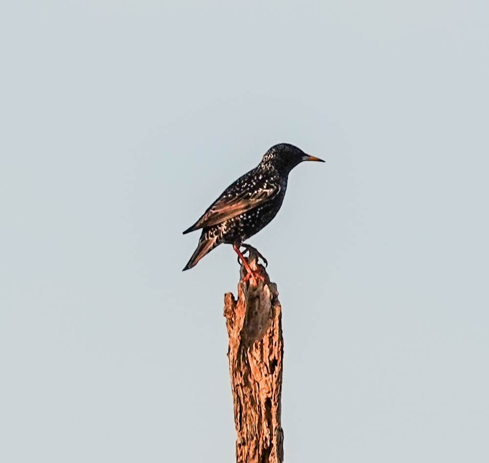 European Starling - ML140991151