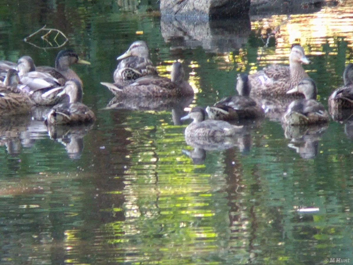 Green-winged Teal - ML140991171