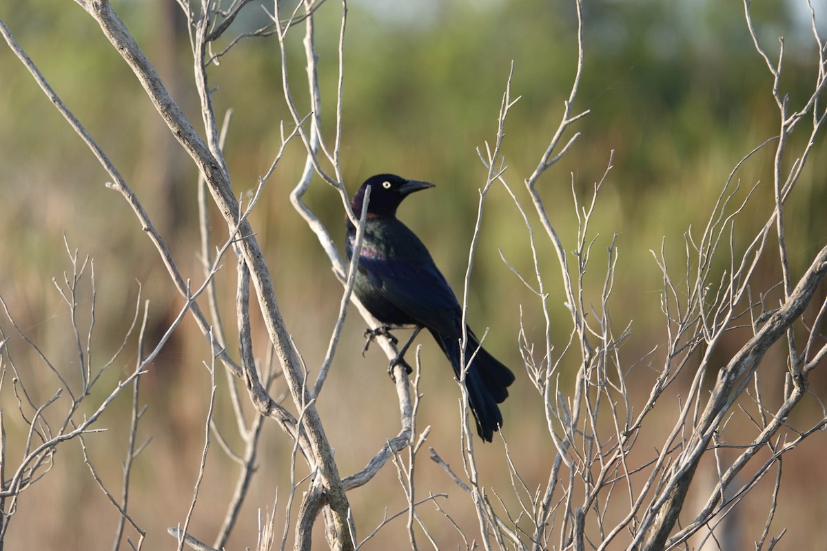 Common Grackle - ML140991301