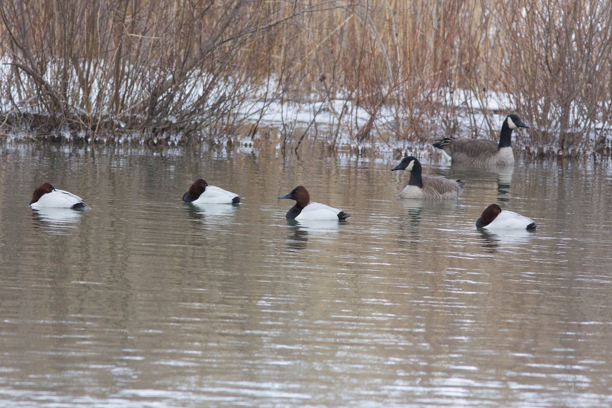 Canvasback - David Wake