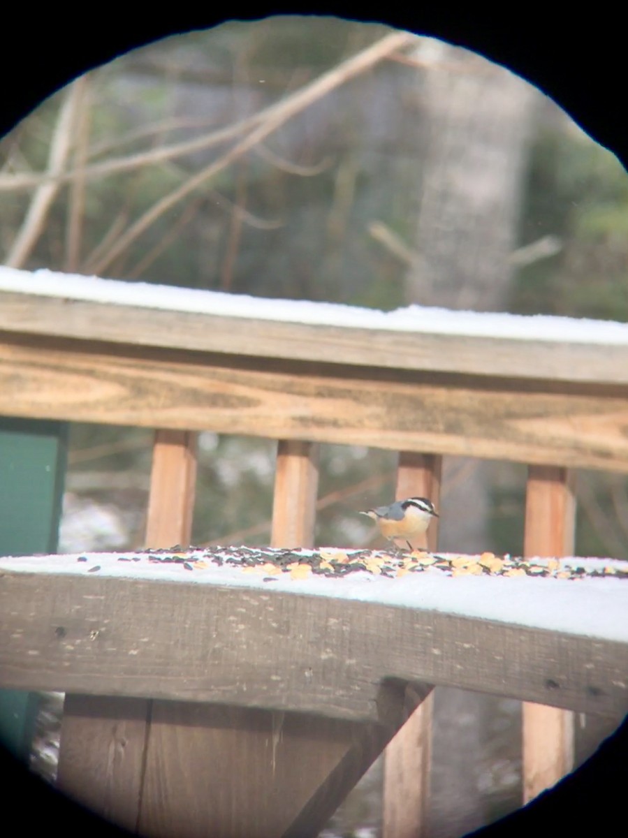 Red-breasted Nuthatch - ML140992521