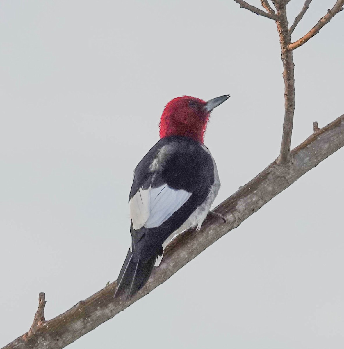 Pic à tête rouge - ML140992811