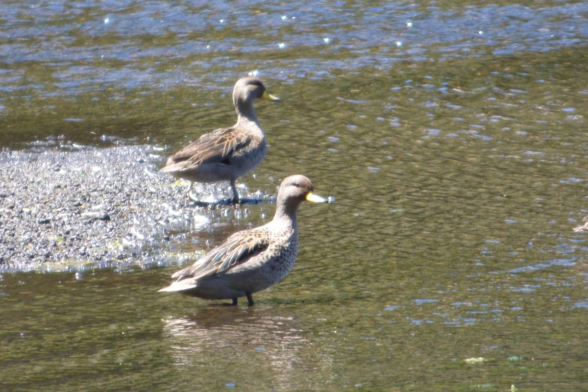 Yellow-billed Teal (flavirostris) - ML140992841