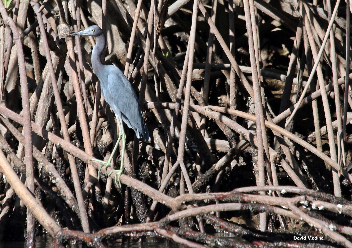 Little Blue Heron - ML140993781